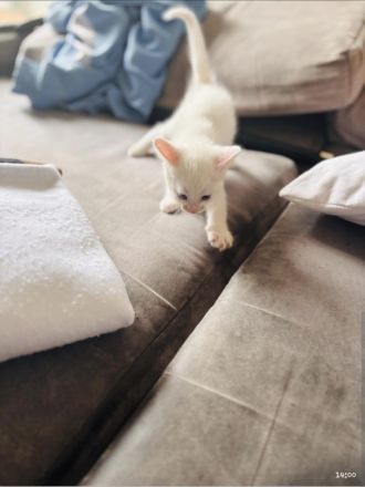 Türkische angora katzen babys