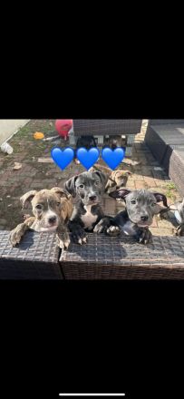 XL Bully × Old English Bulldog-Welpen – kräftig, gesund und bestens sozialisiert