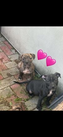 XL Bully × Old English Bulldog-Welpen – kräftig, gesund und bestens sozialisiert