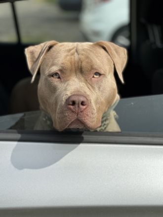 XL Bully × Old English Bulldog-Welpen – kräftig, gesund und bestens sozialisiert