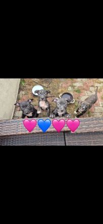 XL Bully × Old English Bulldog-Welpen – kräftig, gesund und bestens sozialisiert