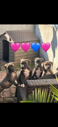 XL Bully × Old English Bulldog-Welpen – kräftig, gesund und bestens sozialisiert