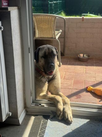 Liebevolle Kangal-Hündin Luna sucht neues Zuhause