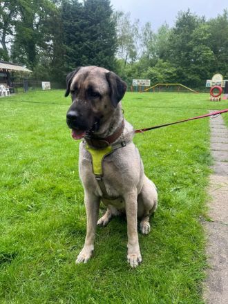 Liebevolle Kangal-Hündin Luna sucht neues Zuhause