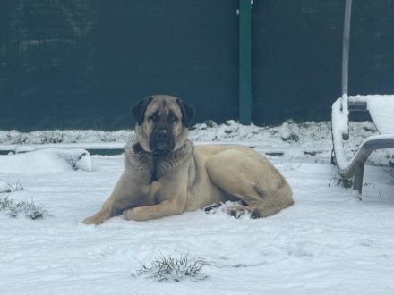 Liebevolle Kangal-Hündin Luna sucht neues Zuhause
