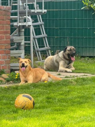 Liebevolle Kangal-Hündin Luna sucht neues Zuhause