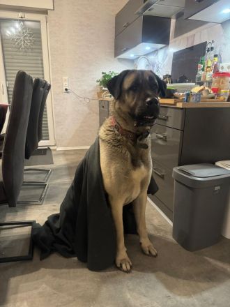 Liebevolle Kangal-Hündin Luna sucht neues Zuhause