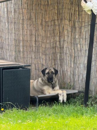 Liebevolle Kangal-Hündin Luna sucht neues Zuhause