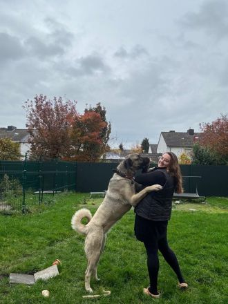 Liebevolle Kangal-Hündin Luna sucht neues Zuhause