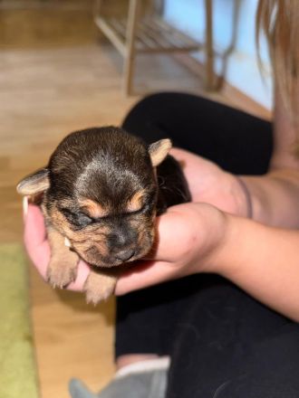 Schäferhund-Russischer Toy Mix Welpen - 2 Hündinnen & 1 Rüde