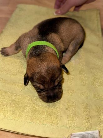 Schäferhund-Russischer Toy Mix Welpen - 2 Hündinnen & 1 Rüde