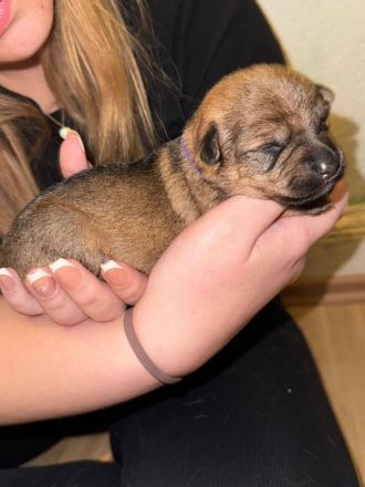 Schäferhund-Russischer Toy Mix Welpen - 2 Hündinnen & 1 Rüde