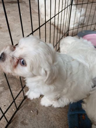 2 suesse Malteser Welpen suchen Neues zu Hause