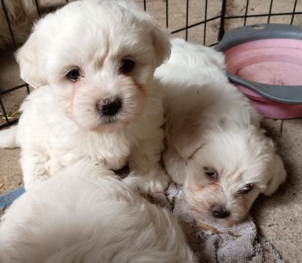 2 suesse Malteser Welpen suchen Neues zu Hause