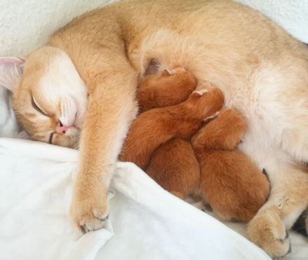 Traumhafte bkh Bärchen in golden shaded shell