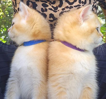 Traumhafte bkh Bärchen in golden shaded shell