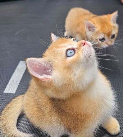 Traumhafte bkh Bärchen in golden shaded shell