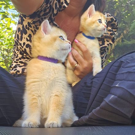 Traumhafte bkh Bärchen in golden shaded shell