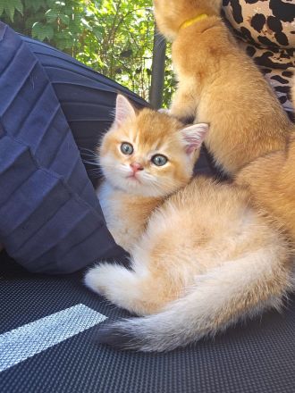 Traumhafte bkh Bärchen in golden shaded shell