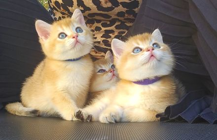 Traumhafte bkh Bärchen in golden shaded shell