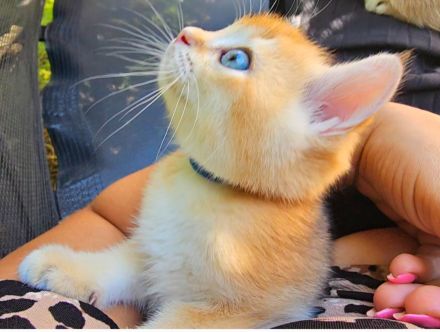 Traumhafte bkh Bärchen in golden shaded shell