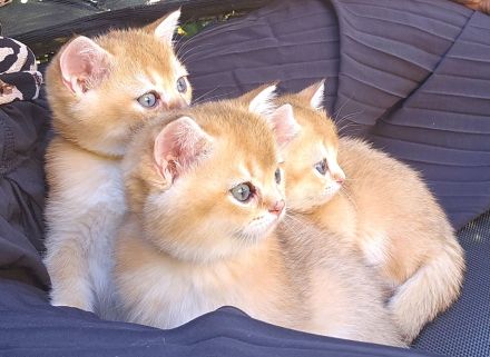 Traumhafte bkh Bärchen in golden shaded shell