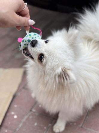 Pomeranian Jung