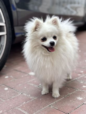 Pomeranian Jung