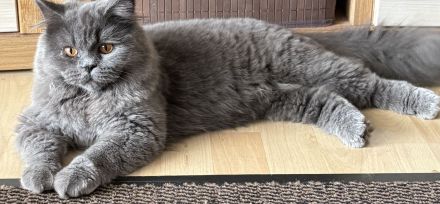 Britisch Langhaar, Kater