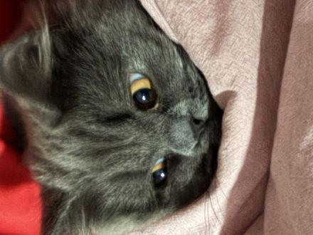 Britisch Langhaar, Kater