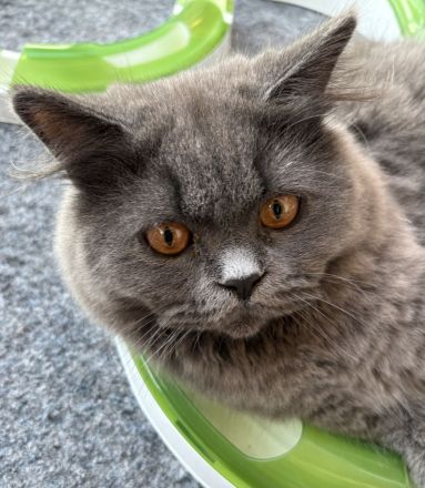 Britisch Langhaar, Kater