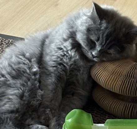 Britisch Langhaar, Kater