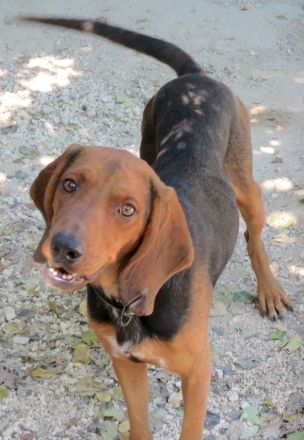 Abbott, männlicher Pointer-Schäferhund-Mix