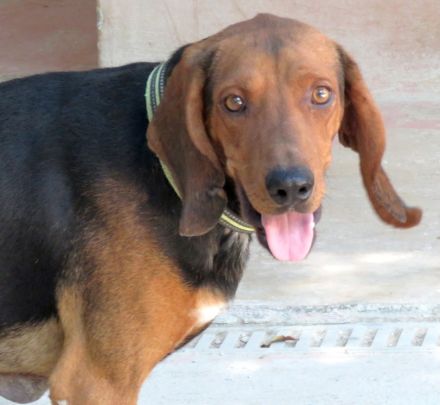 Abbott, männlicher Pointer-Schäferhund-Mix