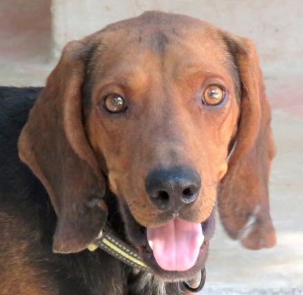 Abbott, männlicher Pointer-Schäferhund-Mix