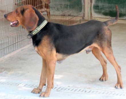 Abbott, männlicher Pointer-Schäferhund-Mix