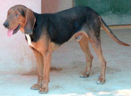 Costello, männlicher Pointer-Schäferhund-Mix