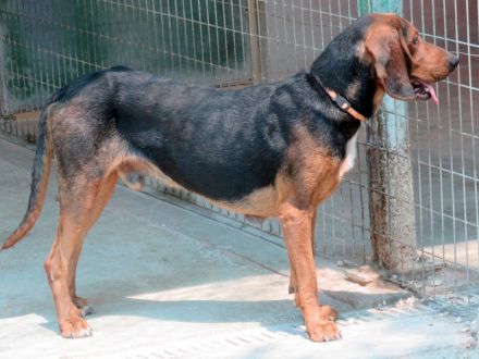 Costello, männlicher Pointer-Schäferhund-Mix