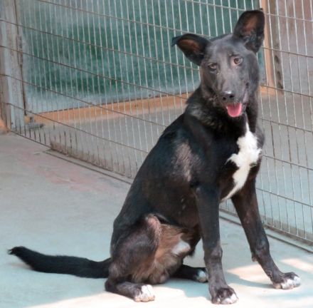 Arco, männlicher Schäferhund-Mix