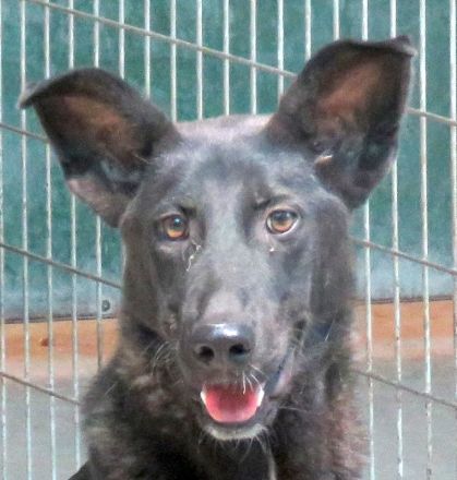 Arco, männlicher Schäferhund-Mix