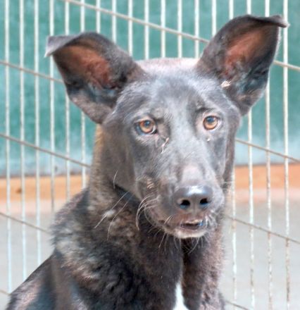 Arco, männlicher Schäferhund-Mix