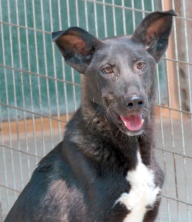Arco, männlicher Schäferhund-Mix