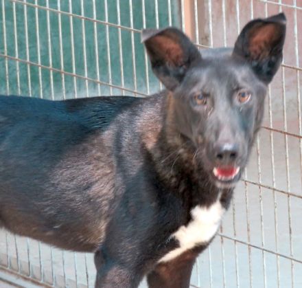 Arco, männlicher Schäferhund-Mix