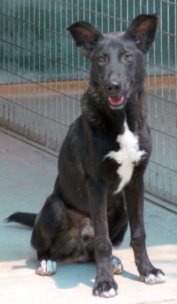 Arco, männlicher Schäferhund-Mix