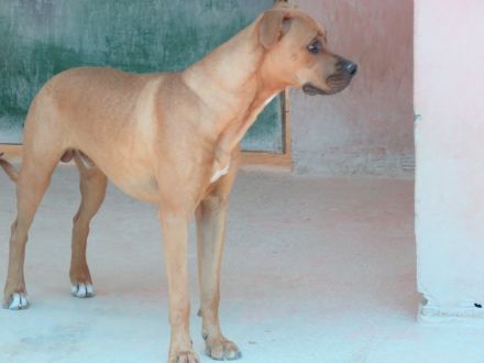 Bruno 16, männlicher Boxer-Mix