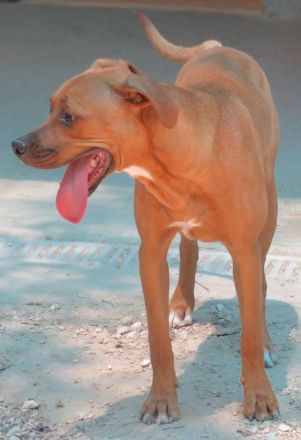 Bruno 16, männlicher Boxer-Mix