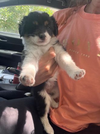 Welpenbabys auf der Suche nach ihrem neuen Zuhause (reserviert)🐶🏡