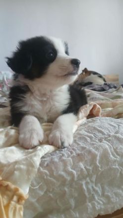 Welpenbabys auf der Suche nach ihrem neuen Zuhause (reserviert)🐶🏡