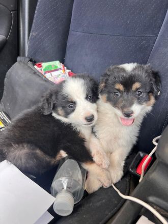 Welpenbabys auf der Suche nach ihrem neuen Zuhause (reserviert)🐶🏡