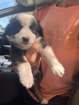 Welpenbabys auf der Suche nach ihrem neuen Zuhause (reserviert)🐶🏡